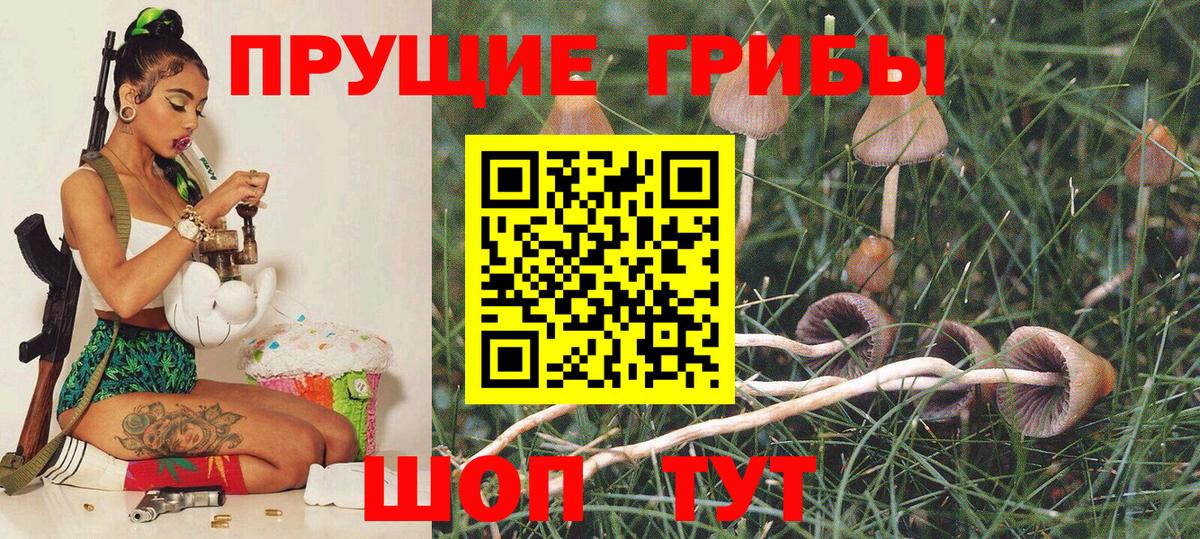 Галлюциногенные грибы Psilocybine cubensis Кизилюрт